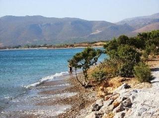 Olive Coast *